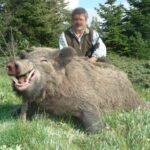 WILDBOAR